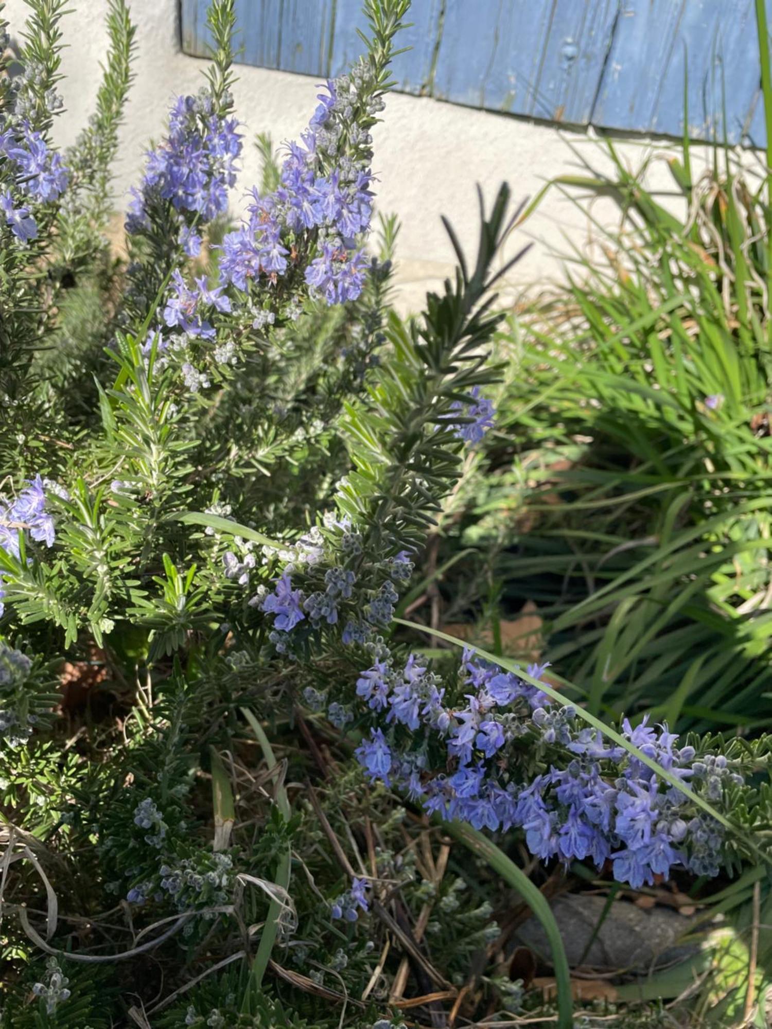 Gites Le Pimayon Manosque Eksteriør billede