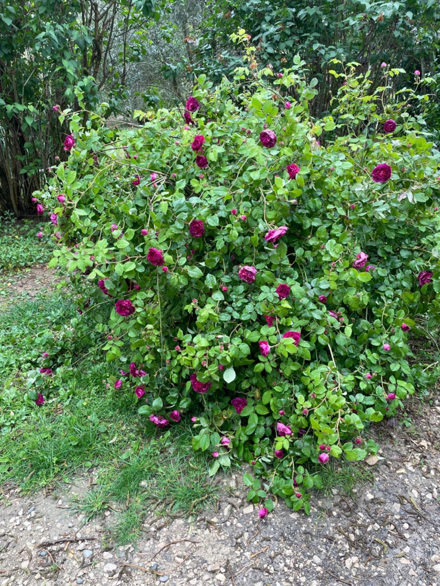 Gites Le Pimayon Manosque Eksteriør billede