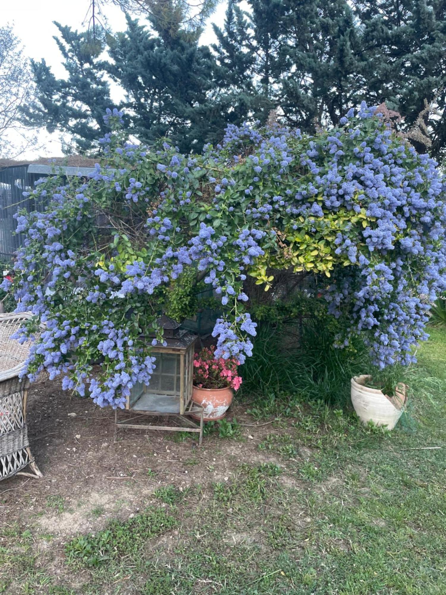 Gites Le Pimayon Manosque Eksteriør billede